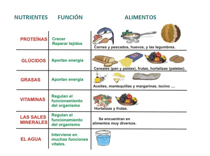 Resultado de imagen para NUTRIENTES Y SUS FUNCIONES